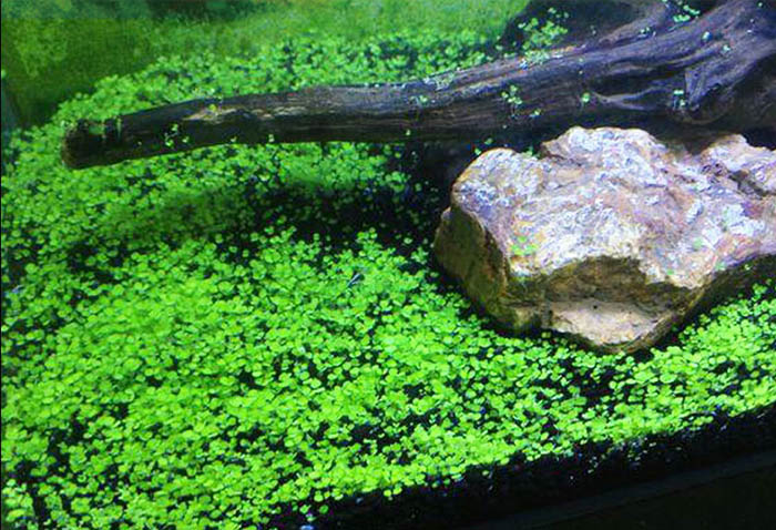 Freshwater Living Aquarium Plant Seeds