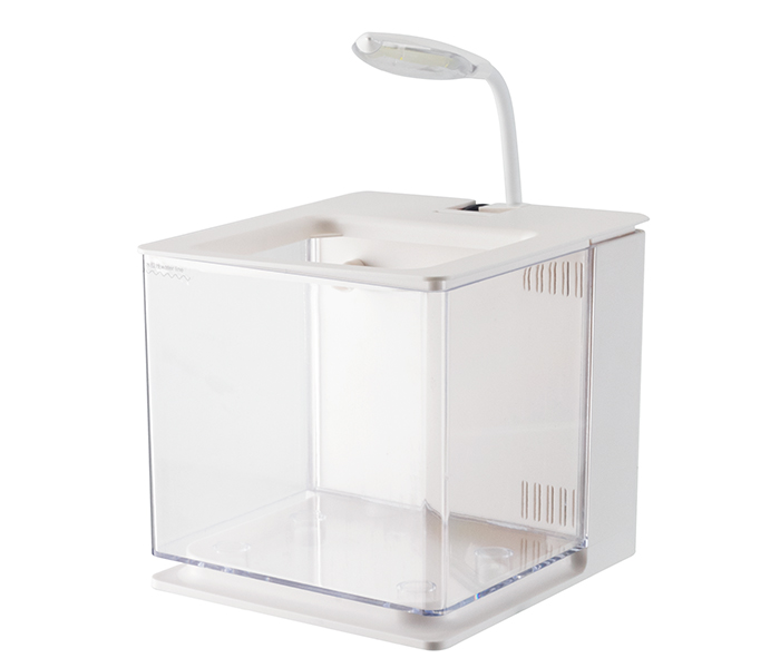 Fighting fish tank