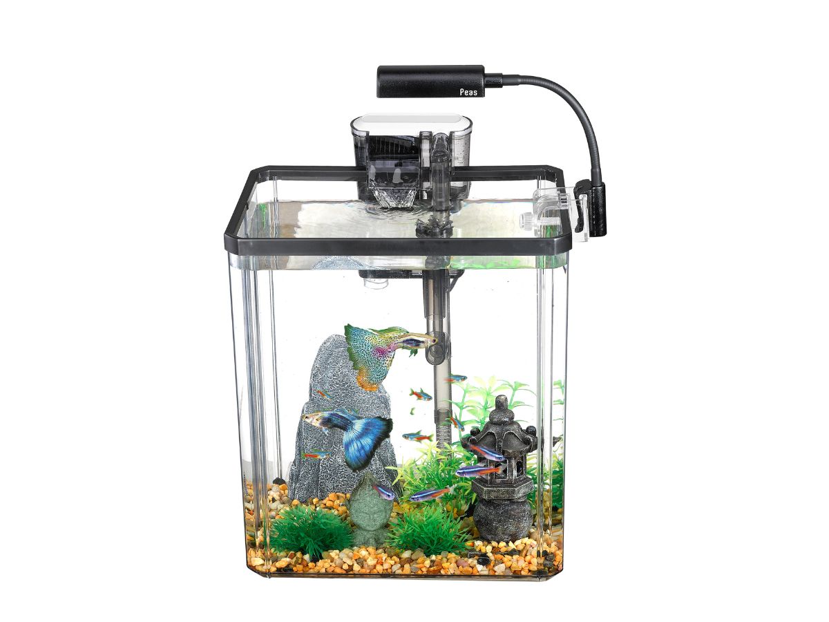 Ecological Fish Tank